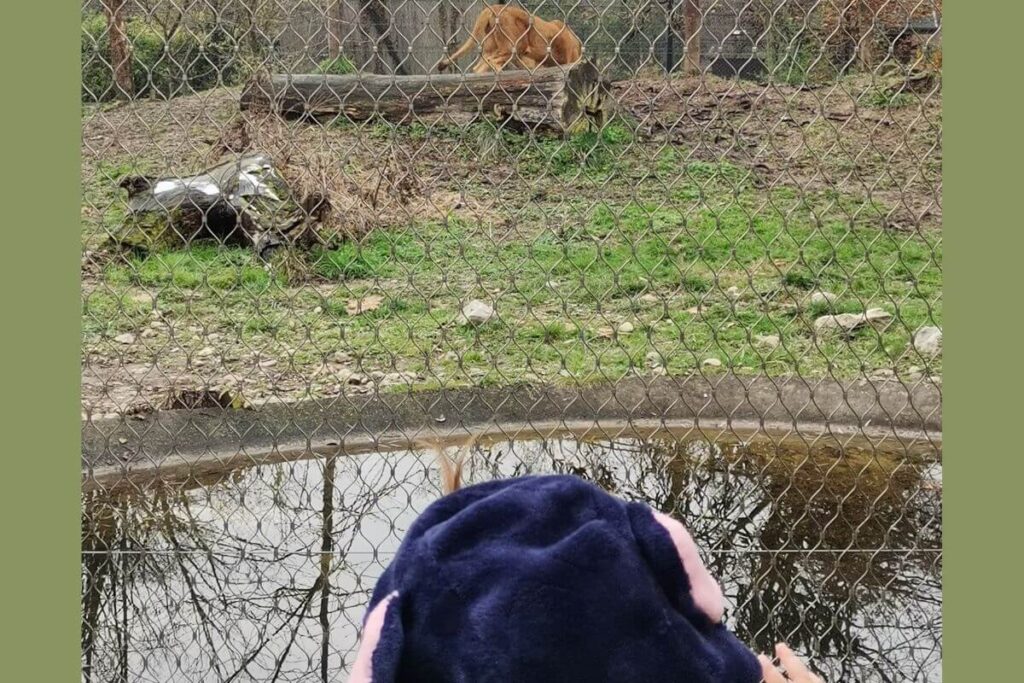 A child looking through a safety fence at a lion in its enclosure at the Zagreb Zoo.