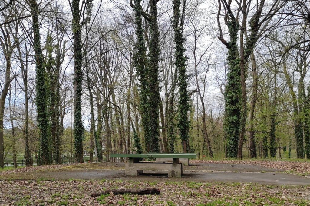 A concrete ping pong table situated in a wooded area of Grad mladih in Zagreb, surrounded by tall, ivy-covered trees and a forest floor covered in fallen leaves.