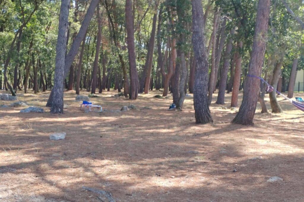 Dense grove of tall pine trees offering thick natural shade over a needle-covered forest floor near the beach.