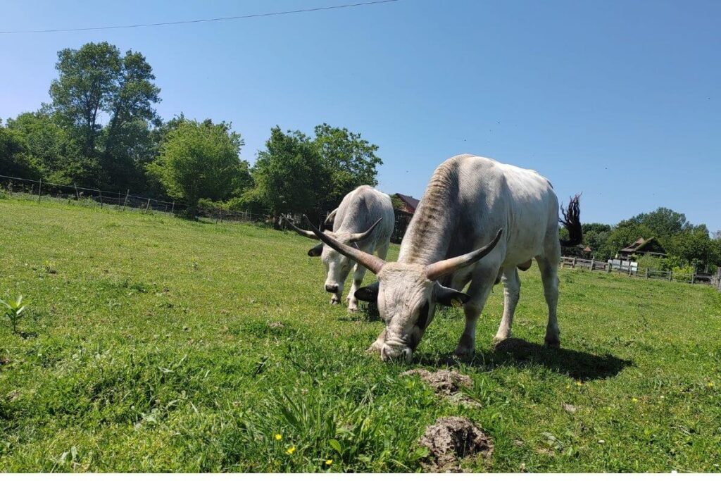 Slavonian Podolian cattle with large horns grazing on a green meadow in Lonjsko Polje Nature Park