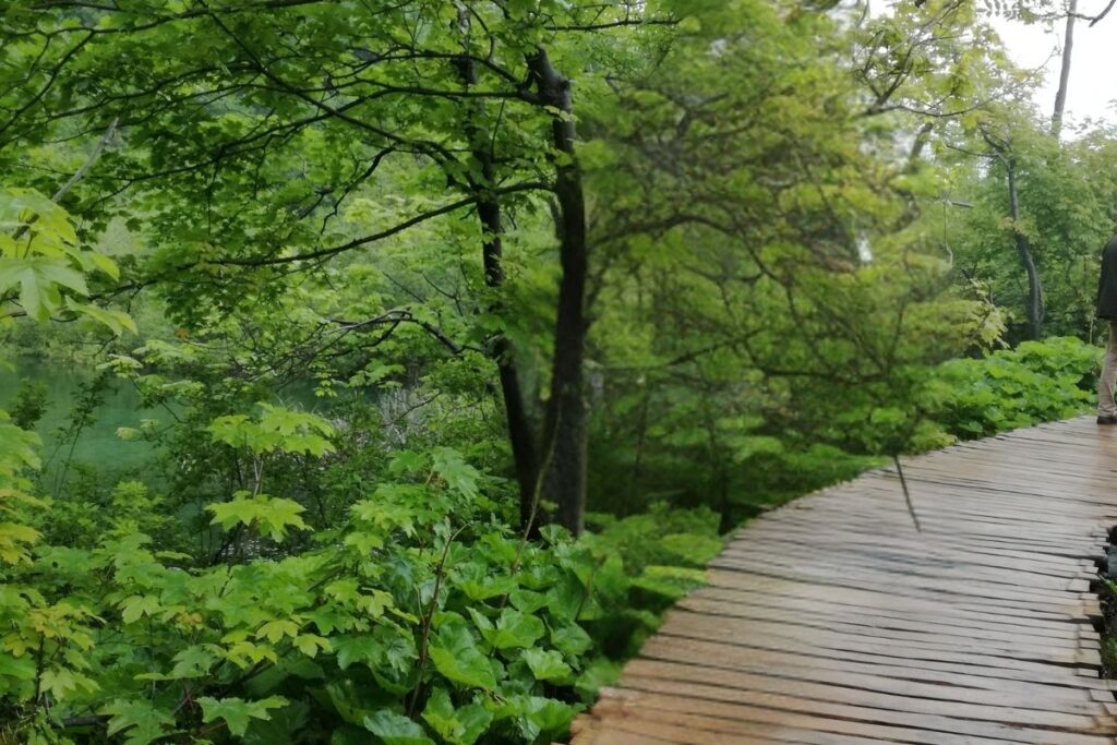 Winding wooden boardwalk path surrounded by lush green trees and clear water at Plitvice Lakes National Park